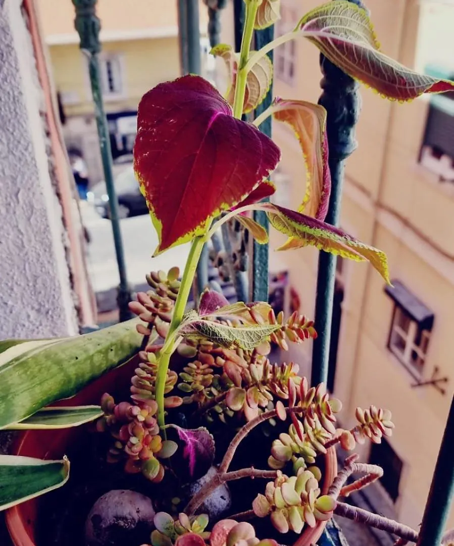 Charming Central Apartment To Rent Lisbon 0*,  Portugal